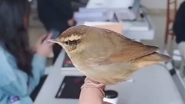 这小鸟也太乖了吧