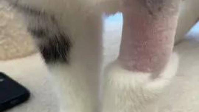 本来肿起来就够搞笑了，没想到剃了毛更搞笑