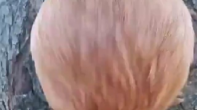 我以为是猴头菇，我还是太天真了