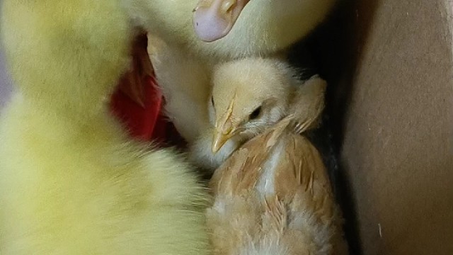 宠物已经买回来了!分别是……