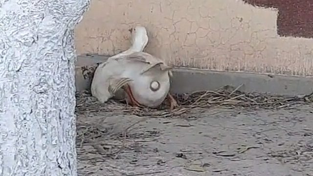 原来蛋是这么生出来的