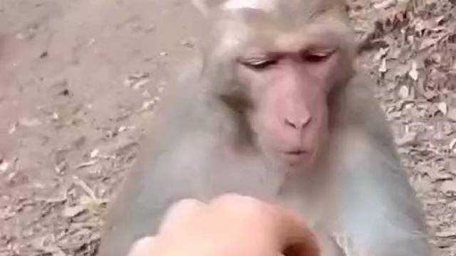 它竟然没急眼。