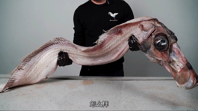 这条世界上罕见的鱼，你们认识吗