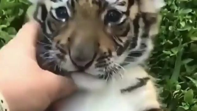 趁还打得过它的时候赶紧撸