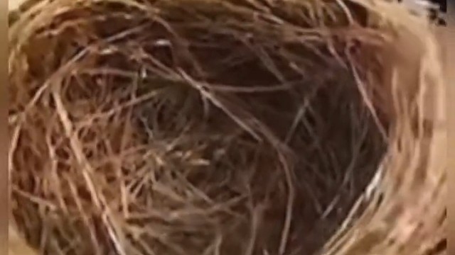 男子被隔离21天，发现晒阳台内裤变“鸟巢”