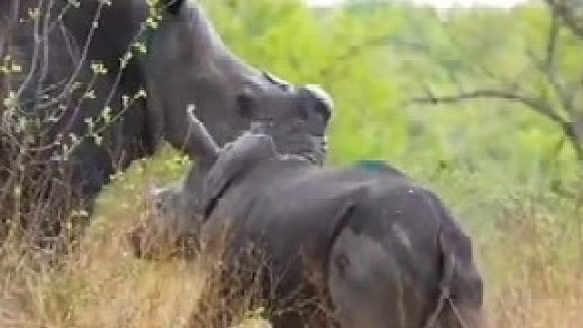 这是保护犀牛免于偷猎者伤害的最好方式，但是很遗憾目前只有这一种办法可以帮到它们