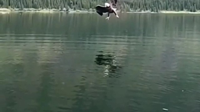 老鹰抓鱼，力气真大