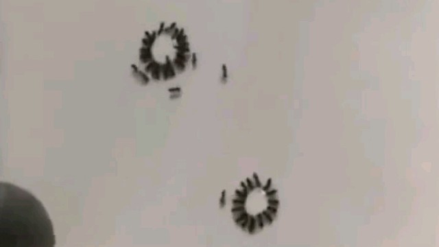 摆了几桌，应该是开席了。我看还有敬酒的，乱跑的应该是服务员