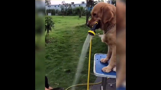 狗子:记得交水费啊