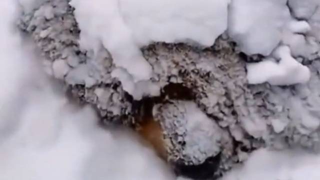 这下真冻成狗了