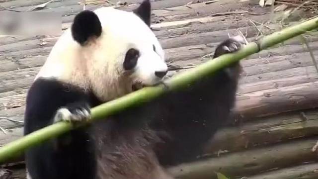 这家伙还有点挑嘴