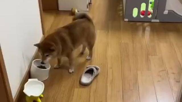 狗子吃饭时遇到主人回家