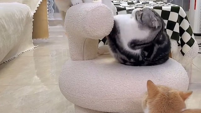 千万不要当着猫妈面打它小孩