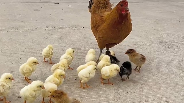 一定要看好孩子，狗狗把小鸡都拐走了