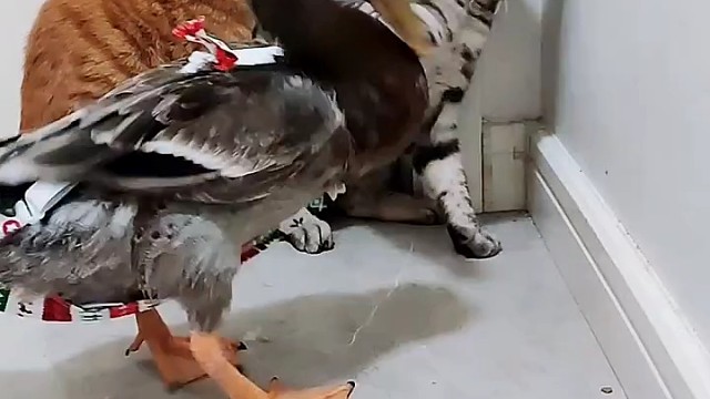 大佬，饶了我吧