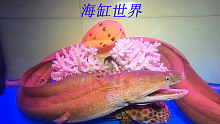 把一条五斤重的海鳗龙放鱼缸里，那景色真不是一般的壮观