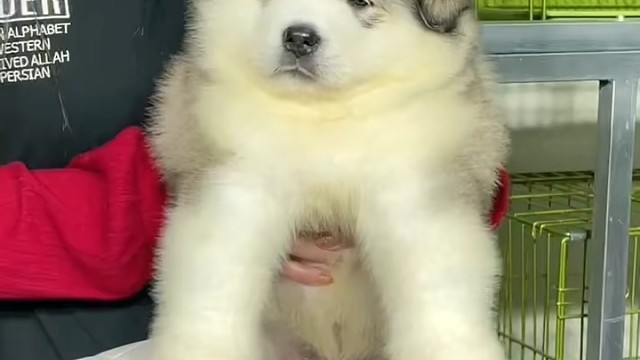 我发布了一个新视频，快来围观吧！