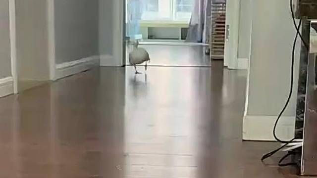 我能作证，每次都是地板先动的手