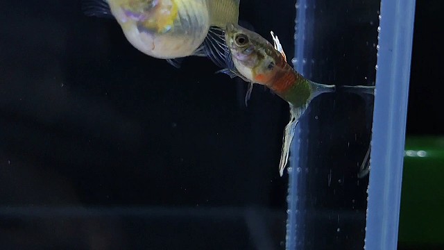 【孔雀鱼】小夫妻要添丁了！