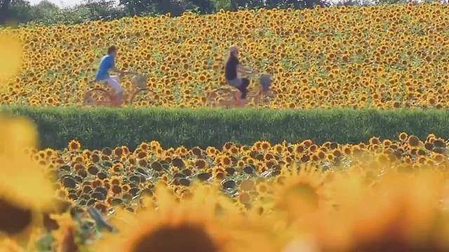 向日葵有个很好的花语：“入目无他人四下皆是你.”