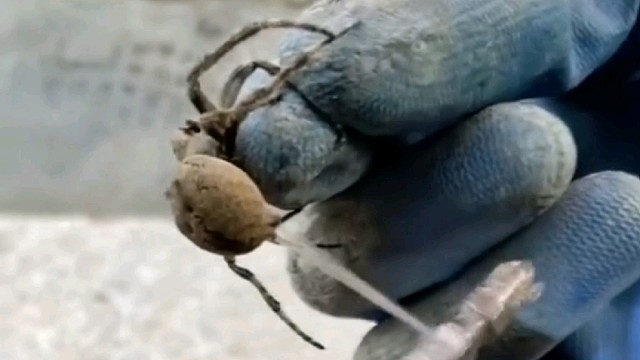 蜘蛛：我感觉我快不行了