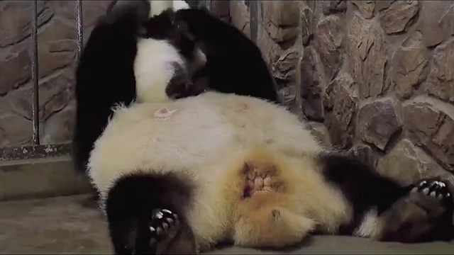 大熊猫妈妈的母爱