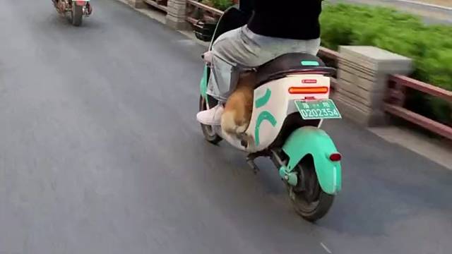 狗子：是谁踹我？