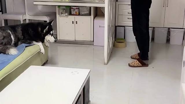 不去送狗狗考个研可惜了