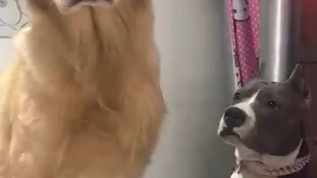 像不像你女朋友发脾气时候的样子