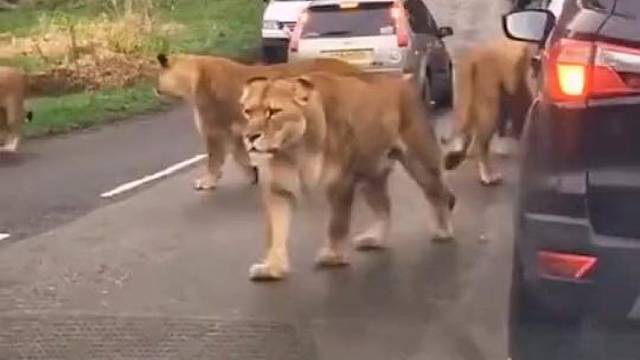 我倒要看看是谁按的喇叭