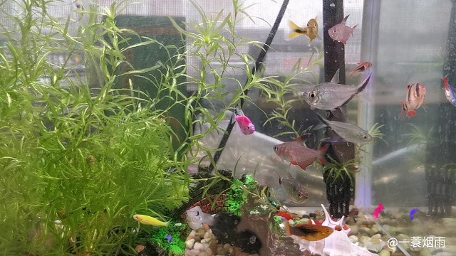 群鱼乱舞，风姿绰约