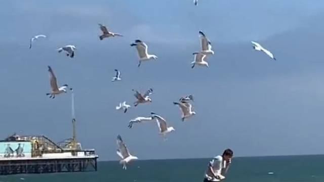 动物界干饭王的称号非海鸥莫属！