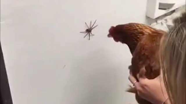 鸡：我以为你要加餐，原来是给我加餐