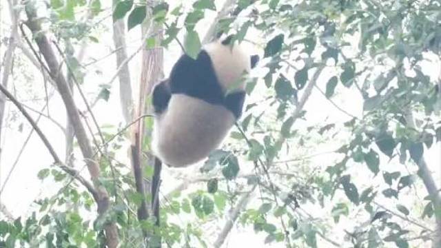 经不起四川人的碎碎念