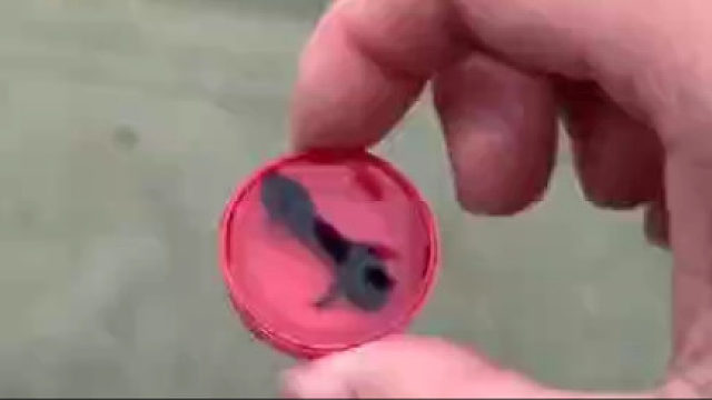 蝌蚪：我谢谢你 ？