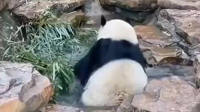 当熊猫开始生胖气