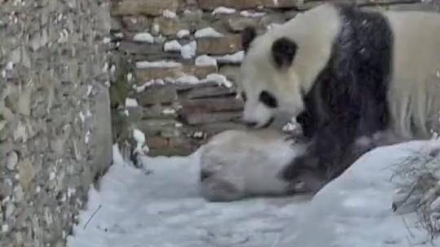 熊猫独特的遛娃方式