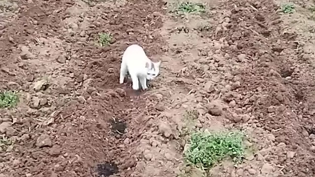 怎么就埋不完呢