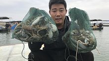 早早出海收网抓海鲜，各种海鲜抓一堆，今天又是丰收一天