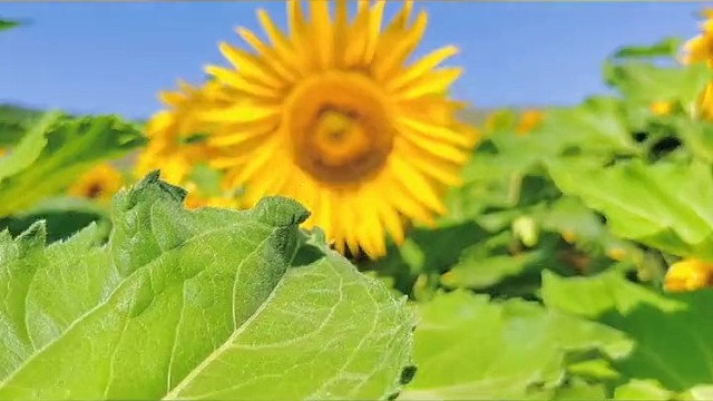 字字句句，心心相惜，载着落日的余晖，与银河的浪漫，爱与未来，得之，惜之，厚待之，我的星辰大海，偏护茉