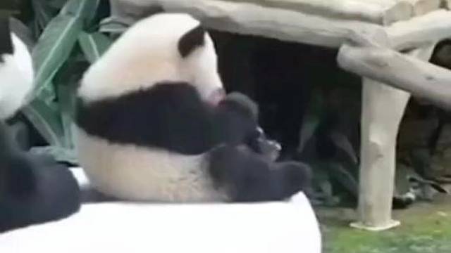 熊猫妈妈是怎么带娃的