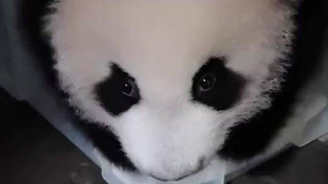 大家帮忙看看我这只脾气为啥这么歪咧？