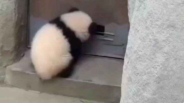 肉团子智商还挺高