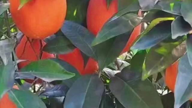 喜欢吃的滴滴滴我