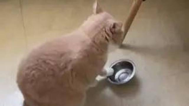 猫：我肚子饿了已经5分钟了...