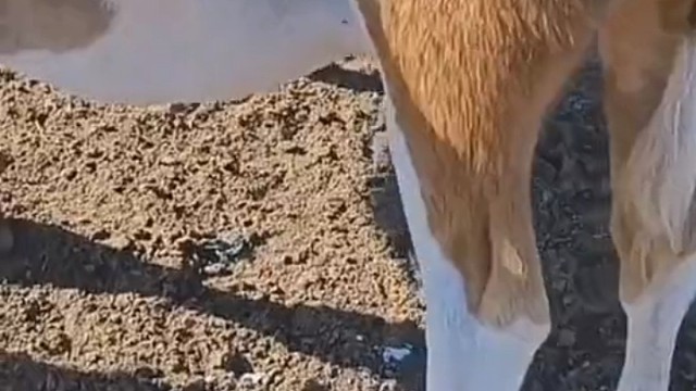 如果不是亲眼所见，我是万万不敢相信