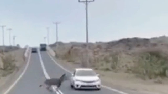 野驴穿越公路被撞后，小驴感人一幕令人深思