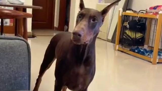 狗:普通话听不懂，请说家乡话