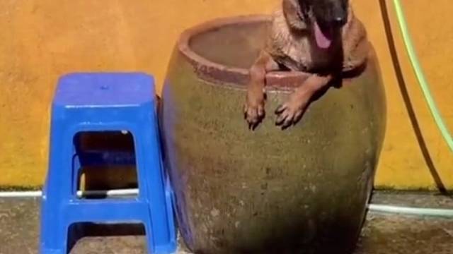 还是我大哥懂啊