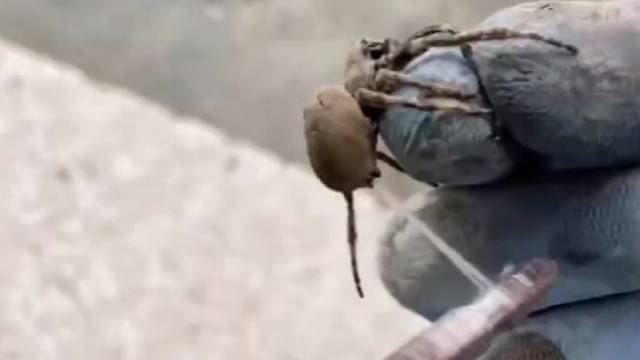 蜘蛛：我感觉我快不行了